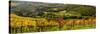 Italy, Tuscany. Panoramic view of a colorful vineyard in the Tuscan landscape.-Julie Eggers-Stretched Canvas