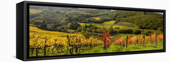 Italy, Tuscany. Panoramic view of a colorful vineyard in the Tuscan landscape.-Julie Eggers-Framed Stretched Canvas