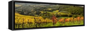 Italy, Tuscany. Panoramic view of a colorful vineyard in the Tuscan landscape.-Julie Eggers-Framed Stretched Canvas