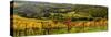Italy, Tuscany. Panoramic view of a colorful vineyard in the Tuscan landscape.-Julie Eggers-Stretched Canvas