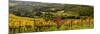 Italy, Tuscany. Panoramic view of a colorful vineyard in the Tuscan landscape.-Julie Eggers-Mounted Photographic Print