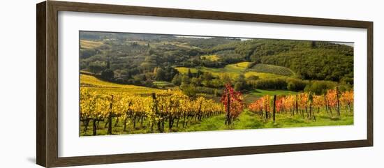 Italy, Tuscany. Panoramic view of a colorful vineyard in the Tuscan landscape.-Julie Eggers-Framed Photographic Print