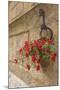 Italy, Tuscany, Pienza. Colorful Petunias Spill from a Basket on a Stone Wall-Brenda Tharp-Mounted Photographic Print