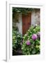 Italy, Tuscany, Pienza. Hydrangeas at the entrance of a home in the streets of Pienza.-Julie Eggers-Framed Photographic Print