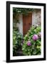 Italy, Tuscany, Pienza. Hydrangeas at the entrance of a home in the streets of Pienza.-Julie Eggers-Framed Photographic Print