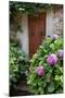 Italy, Tuscany, Pienza. Hydrangeas at the entrance of a home in the streets of Pienza.-Julie Eggers-Mounted Photographic Print