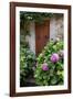 Italy, Tuscany, Pienza. Hydrangeas at the entrance of a home in the streets of Pienza.-Julie Eggers-Framed Photographic Print