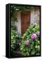 Italy, Tuscany, Pienza. Hydrangeas at the entrance of a home in the streets of Pienza.-Julie Eggers-Framed Stretched Canvas