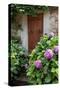 Italy, Tuscany, Pienza. Hydrangeas at the entrance of a home in the streets of Pienza.-Julie Eggers-Stretched Canvas