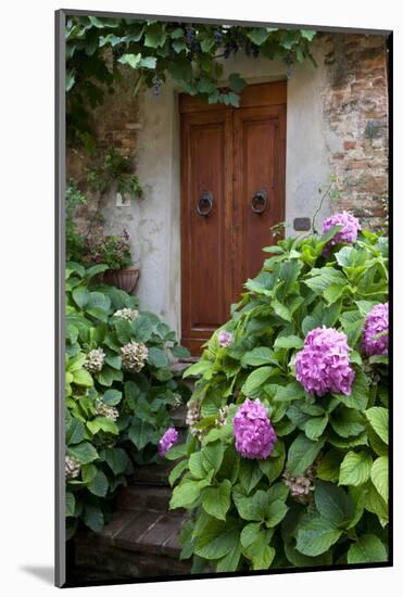 Italy, Tuscany, Pienza. Hydrangeas at the entrance of a home in the streets of Pienza.-Julie Eggers-Mounted Photographic Print