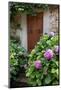 Italy, Tuscany, Pienza. Hydrangeas at the entrance of a home in the streets of Pienza.-Julie Eggers-Mounted Photographic Print