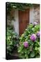 Italy, Tuscany, Pienza. Hydrangeas at the entrance of a home in the streets of Pienza.-Julie Eggers-Stretched Canvas