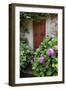 Italy, Tuscany, Pienza. Hydrangeas at the entrance of a home in the streets of Pienza.-Julie Eggers-Framed Photographic Print