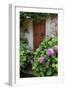 Italy, Tuscany, Pienza. Hydrangeas at the entrance of a home in the streets of Pienza.-Julie Eggers-Framed Photographic Print