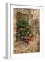 Italy, Tuscany. Pink ivy geraniums blooming in a window in Tuscany.-Julie Eggers-Framed Photographic Print