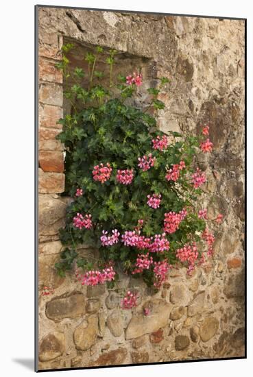 Italy, Tuscany. Pink ivy geraniums blooming in a window in Tuscany.-Julie Eggers-Mounted Photographic Print