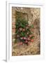 Italy, Tuscany. Pink ivy geraniums blooming in a window in Tuscany.-Julie Eggers-Framed Photographic Print