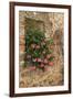 Italy, Tuscany. Pink ivy geraniums blooming in a window in Tuscany.-Julie Eggers-Framed Photographic Print