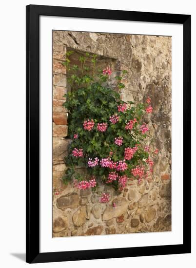 Italy, Tuscany. Pink ivy geraniums blooming in a window in Tuscany.-Julie Eggers-Framed Photographic Print