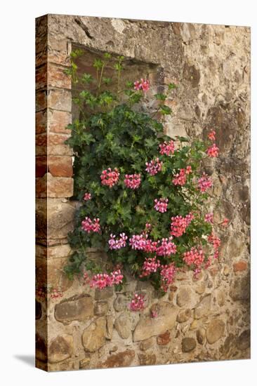 Italy, Tuscany. Pink ivy geraniums blooming in a window in Tuscany.-Julie Eggers-Stretched Canvas