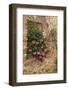 Italy, Tuscany. Pink ivy geraniums blooming in a window in Tuscany.-Julie Eggers-Framed Photographic Print