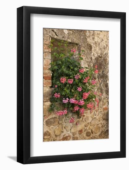 Italy, Tuscany. Pink ivy geraniums blooming in a window in Tuscany.-Julie Eggers-Framed Photographic Print