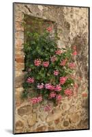 Italy, Tuscany. Pink ivy geraniums blooming in a window in Tuscany.-Julie Eggers-Mounted Photographic Print