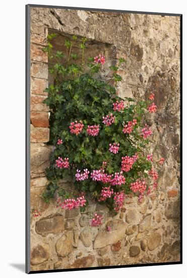 Italy, Tuscany. Pink ivy geraniums blooming in a window in Tuscany.-Julie Eggers-Mounted Photographic Print
