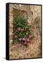 Italy, Tuscany. Pink ivy geraniums blooming in a window in Tuscany.-Julie Eggers-Framed Stretched Canvas