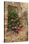 Italy, Tuscany. Pink ivy geraniums blooming in a window in Tuscany.-Julie Eggers-Stretched Canvas
