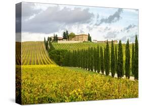 Italy, Tuscany. Road lined with Italian cypress trees leading to a villa.-Julie Eggers-Stretched Canvas