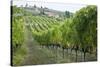 Italy, Tuscany. Rows of grape vines in a vineyard in Tuscany.-Julie Eggers-Stretched Canvas