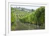 Italy, Tuscany. Rows of grape vines in a vineyard in Tuscany.-Julie Eggers-Framed Photographic Print