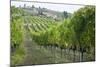 Italy, Tuscany. Rows of grape vines in a vineyard in Tuscany.-Julie Eggers-Mounted Photographic Print