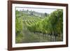 Italy, Tuscany. Rows of grape vines in a vineyard in Tuscany.-Julie Eggers-Framed Photographic Print