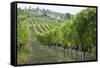 Italy, Tuscany. Rows of grape vines in a vineyard in Tuscany.-Julie Eggers-Framed Stretched Canvas