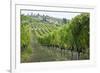 Italy, Tuscany. Rows of grape vines in a vineyard in Tuscany.-Julie Eggers-Framed Photographic Print