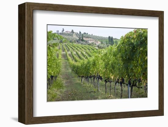 Italy, Tuscany. Rows of grape vines in a vineyard in Tuscany.-Julie Eggers-Framed Photographic Print