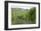 Italy, Tuscany. Rows of grape vines in a vineyard in Tuscany.-Julie Eggers-Framed Photographic Print