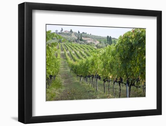 Italy, Tuscany. Rows of grape vines in a vineyard in Tuscany.-Julie Eggers-Framed Photographic Print