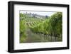 Italy, Tuscany. Rows of grape vines in a vineyard in Tuscany.-Julie Eggers-Framed Photographic Print