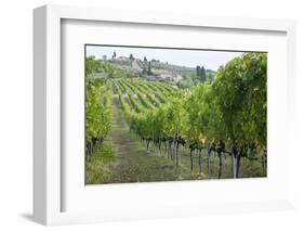 Italy, Tuscany. Rows of grape vines in a vineyard in Tuscany.-Julie Eggers-Framed Photographic Print