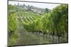 Italy, Tuscany. Rows of grape vines in a vineyard in Tuscany.-Julie Eggers-Mounted Photographic Print