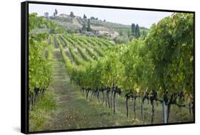 Italy, Tuscany. Rows of grape vines in a vineyard in Tuscany.-Julie Eggers-Framed Stretched Canvas