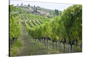 Italy, Tuscany. Rows of grape vines in a vineyard in Tuscany.-Julie Eggers-Stretched Canvas