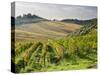 Italy, Tuscany. Rows of Vines and Olive Groves Carpet the Countryside-Julie Eggers-Stretched Canvas