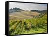 Italy, Tuscany. Rows of Vines and Olive Groves Carpet the Countryside-Julie Eggers-Framed Stretched Canvas