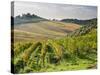 Italy, Tuscany. Rows of Vines and Olive Groves Carpet the Countryside-Julie Eggers-Stretched Canvas