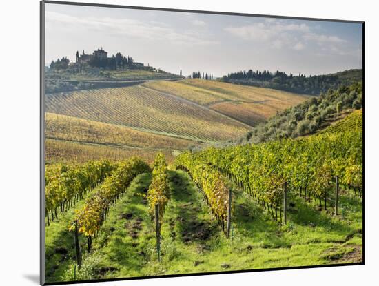 Italy, Tuscany. Rows of Vines and Olive Groves Carpet the Countryside-Julie Eggers-Mounted Premium Photographic Print