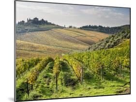 Italy, Tuscany. Rows of Vines and Olive Groves Carpet the Countryside-Julie Eggers-Mounted Premium Photographic Print